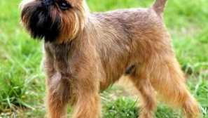 Charakteristika gryfon psů: fotky belgického plemene